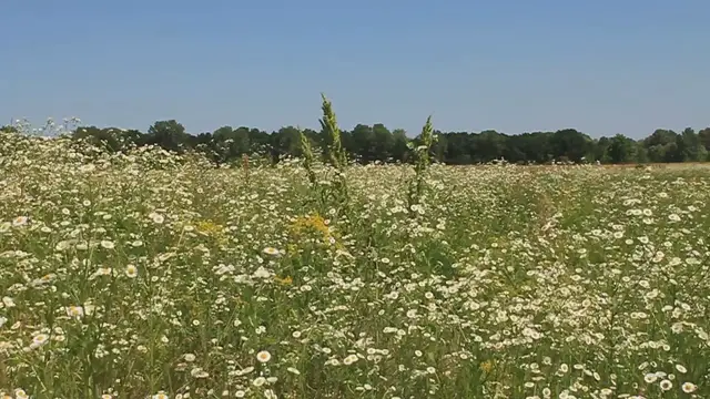 Video thumbnail for Wildflower Meadows In Botanical Gardens