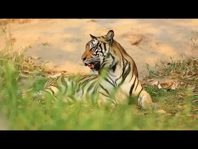 Video thumbnail for How the Weight of Tigers Impacts Their Hunting Success?