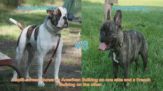 Video thumbnail for American Bulldog vs. French Bulldog: A Breed Comparison