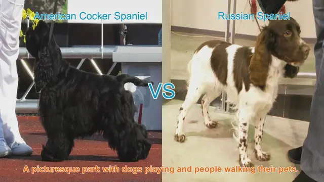 Video thumbnail for Comparing American Cocker Spaniel and Russian Spaniel: A Comprehensive Guide