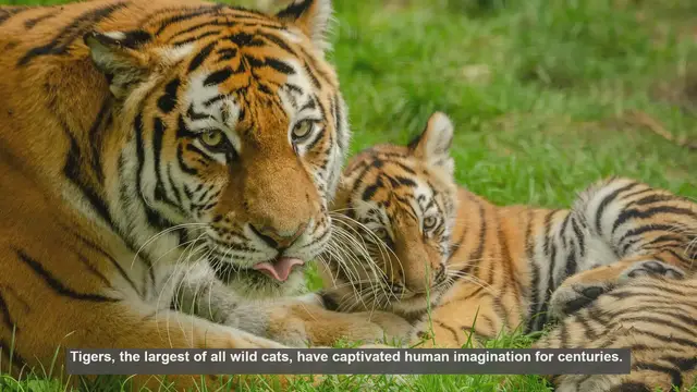 Video thumbnail for 10 Unique Features of Tigers: From Stripes to Strength