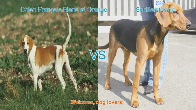Video thumbnail for Comparing Chien Français Blanc et Orange and Schillerstövare: A Guide for Dog Lovers