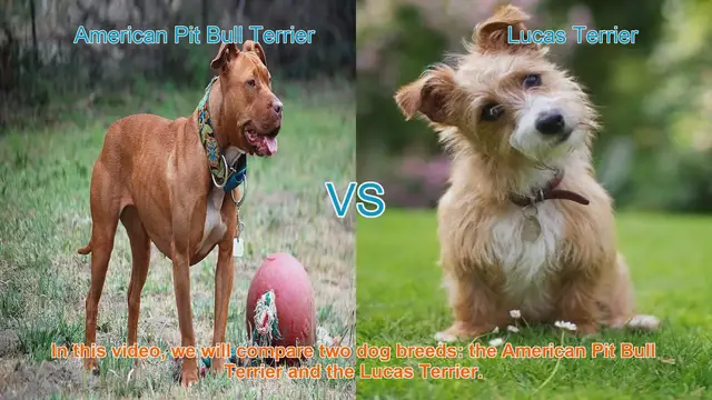 Video thumbnail for American Pit Bull Terrier vs. Lucas Terrier: A Breed Comparison