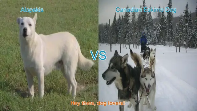 Video thumbnail for Alopekis vs. Canadian Eskimo Dog: Breed Comparison Guide