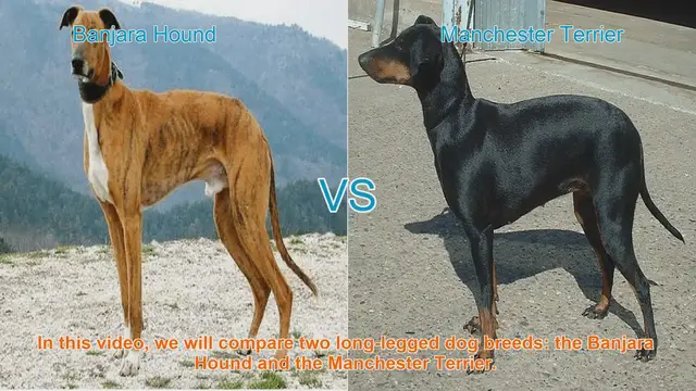 Video thumbnail for Banjara Hound vs. Manchester Terrier: Breed Comparison Guide
