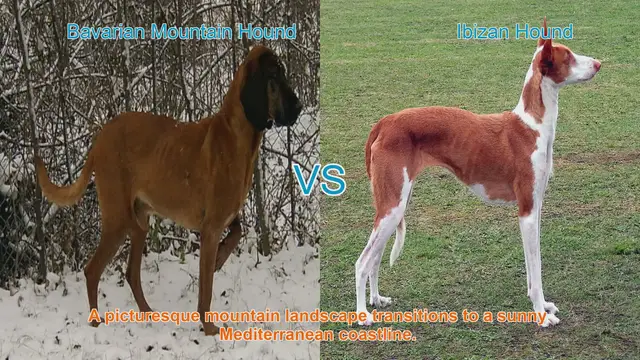 Video thumbnail for Exploring the Bavarian Mountain Hound and Ibizan Hound: Origins, Traits, and Care