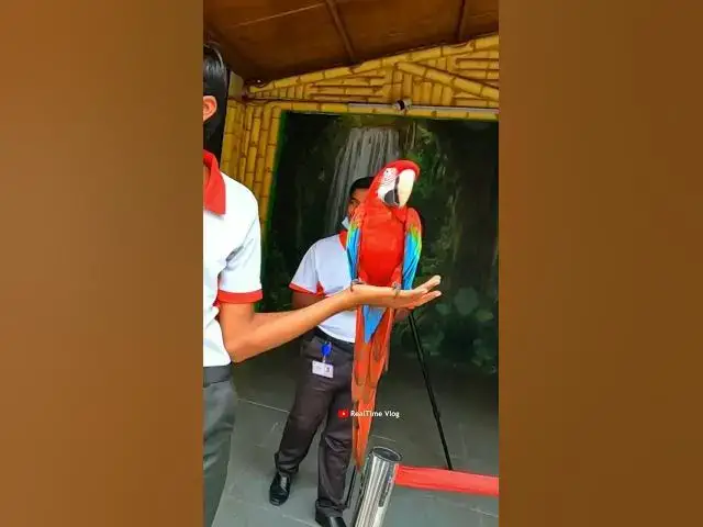 Video thumbnail for 🦜Shayed he aisa Parrot dekhe honge ! #shorts @MrBeast