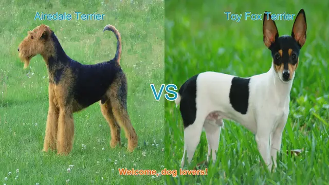 Video thumbnail for Airedale Terrier vs. Toy Fox Terrier: A Comprehensive Comparison