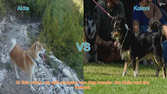 Video thumbnail for Akita vs. Kokoni: A Comparison of Two Dog Breeds