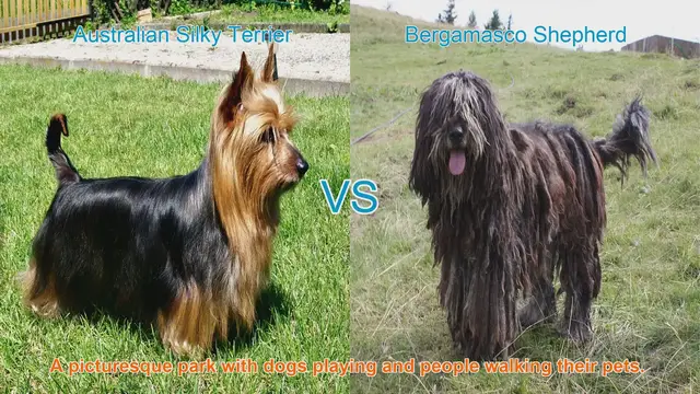 Video thumbnail for Comparing Australian Silky Terrier and Bergamasco Shepherd: Breeds Unleashed
