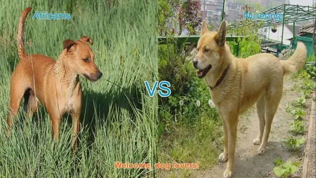 Video thumbnail for Africanis vs. Nureongi: A Comparative Guide to Unique Dog Breeds
