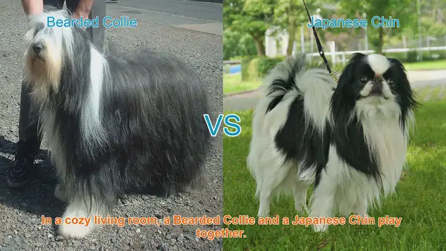 Video thumbnail for Bearded Collie vs. Japanese Chin: A Comparison of Long-Hair Dog Breeds