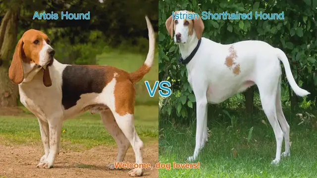 Video thumbnail for Artois Hound vs. Istrian Shorthaired Hound: A Comparative Guide