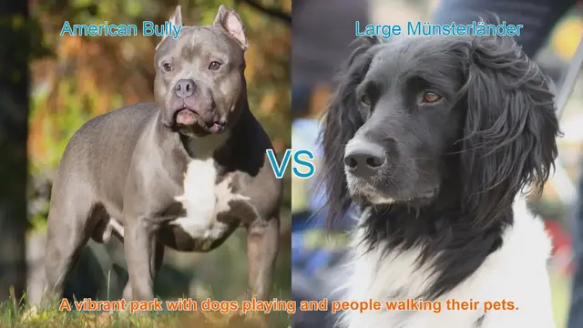 Video thumbnail for American Bully vs. Large Münsterländer: A Breed Comparison