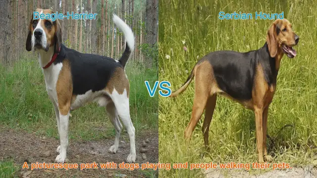 Video thumbnail for Comparing Beagle-Harrier and Serbian Hound: A Comprehensive Guide