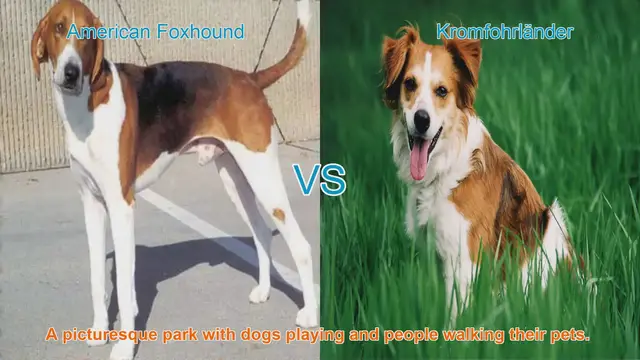 Video thumbnail for American Foxhound vs. Kromfohrländer: Breed Comparison