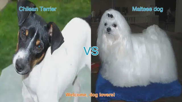 Video thumbnail for Chilean Terrier vs. Maltese: A Comparison of Two Charming Dog Breeds
