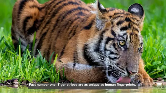 Video thumbnail for 10 Surprising Facts About Tiger Stripes