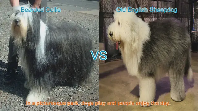 Video thumbnail for Bearded Collie vs. Old English Sheepdog: A Comprehensive Comparison