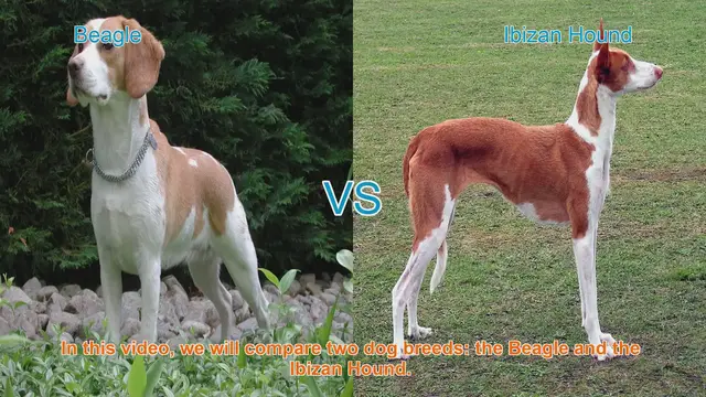 Video thumbnail for Beagle vs. Ibizan Hound: A Comprehensive Comparison
