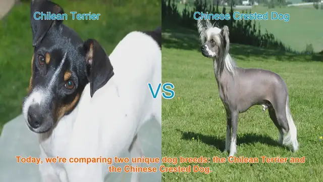 Video thumbnail for Chilean Terrier vs. Chinese Crested Dog: A Comprehensive Comparison