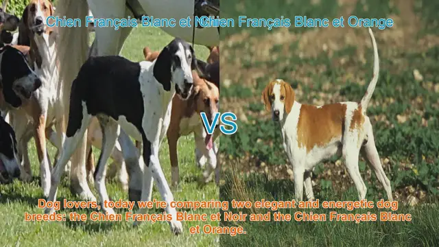 Video thumbnail for Comparing Chien Français Blanc et Noir vs. Chien Français Blanc et Orange: A Comprehensive Guide