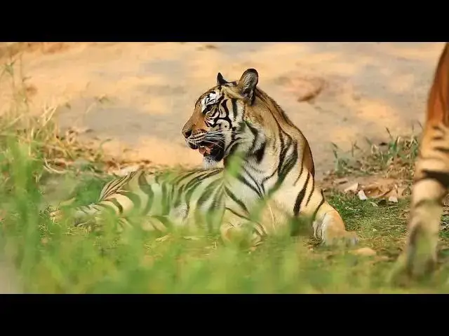 Video thumbnail for How the Weight of a Tiger Impacts Its Hunting Ability?