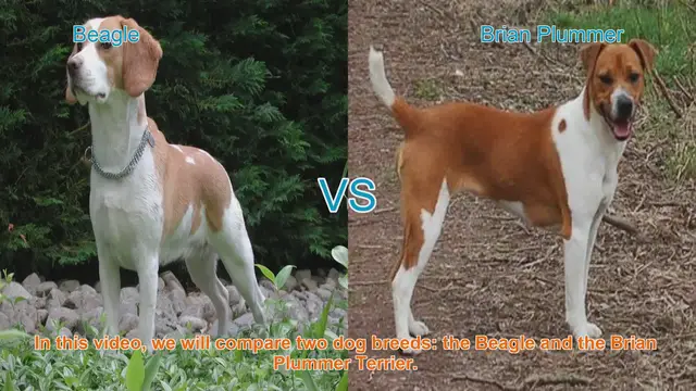 Video thumbnail for Beagle vs. Brian Plummer Terrier: A Comprehensive Comparison