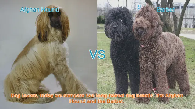 Video thumbnail for Afghan Hound vs. Barbet: A Comparison of Long-Haired Dog Breeds