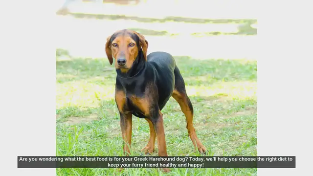 Video thumbnail for Best Diet for Your Greek Harehound: Keep Your Dog Healthy and Happy!