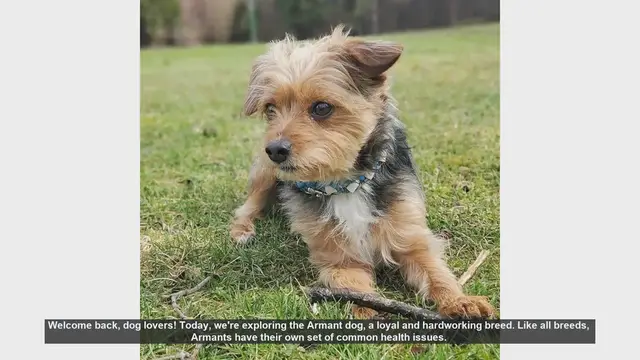 Video thumbnail for Common Health Issues in Armant Dogs: What Every Owner Should Know