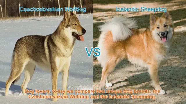 Video thumbnail for Czechoslovakian Wolfdog vs. Icelandic Sheepdog: A Breed Comparison