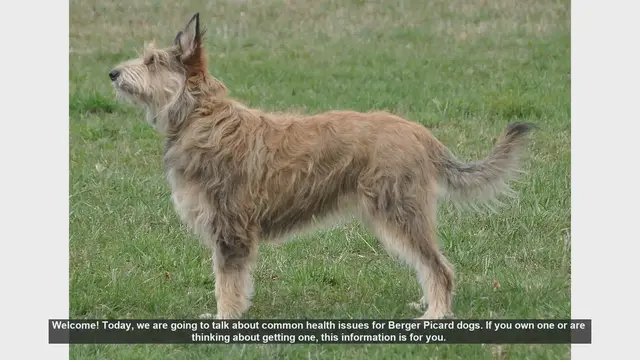 Video thumbnail for Common Health Issues in Berger Picard Dogs: What You Need to Know