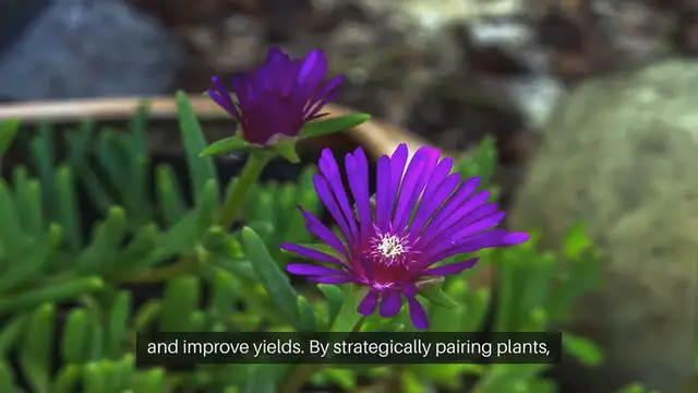 Video thumbnail for Companion Planting Tips For Your Garden
