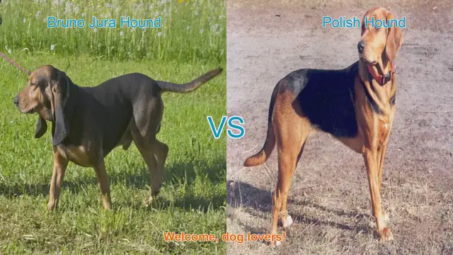 Video thumbnail for Bruno Jura Hound vs. Polish Hound: A Comparative Guide for Dog Lovers