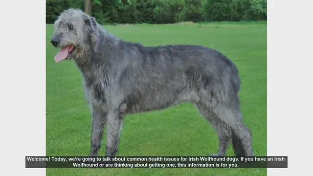 Video thumbnail for Common Health Issues in Irish Wolfhounds: What You Need to Know