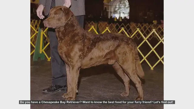 Video thumbnail for Best Food for Your Chesapeake Bay Retriever: A Complete Guide
