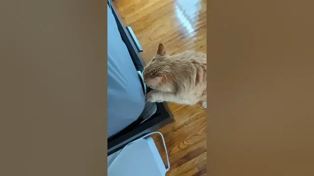 Video thumbnail for 😺Parker Tours the Upstairs | Parker the Cat