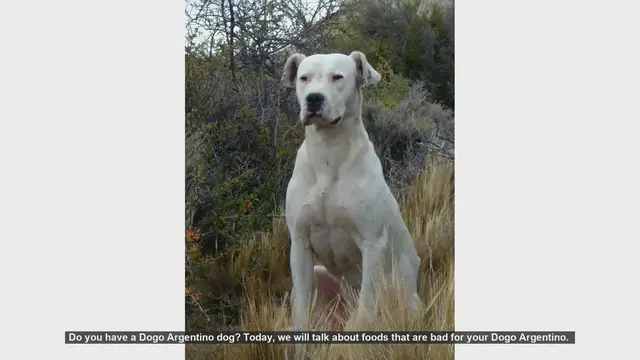 Video thumbnail for Dangerous Foods for Your Dogo Argentino: What to Avoid