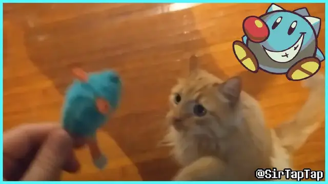 Video thumbnail for Parker Vs Best Cat Toy EVER | Parker The Cat