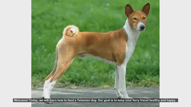 Video thumbnail for How to Properly Feed Your Telomian Dog: Tips for a Healthy and Happy Pet