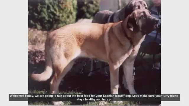 Video thumbnail for Best Food for Your Spanish Mastiff: Tips for a Healthy and Happy Dog