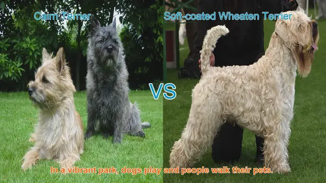 Video thumbnail for Cairn Terrier vs. Soft-coated Wheaten Terrier: A Breed Comparison