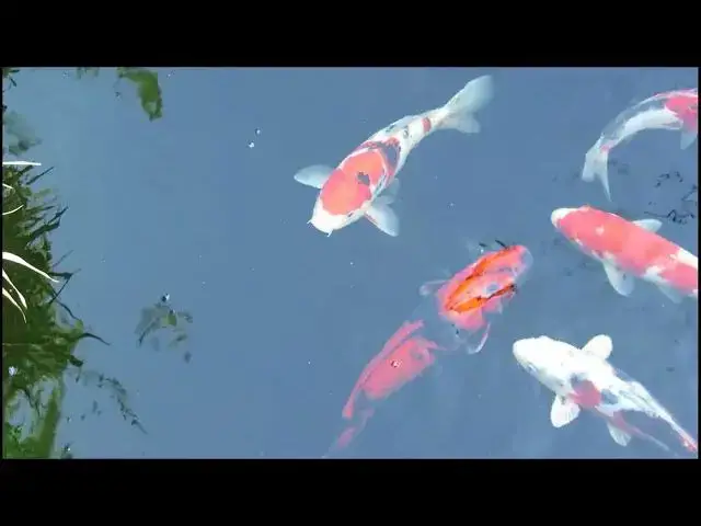 Video thumbnail for Koi Fish Breeding: Essential Care Guide for Adults and Fry