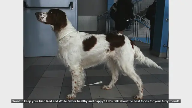 Video thumbnail for Top Foods to Keep Your Irish Red and White Setter Healthy and Happy