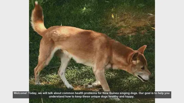 Video thumbnail for Common Health Problems in New Guinea Singing Dogs: Prevention and Care Tips
