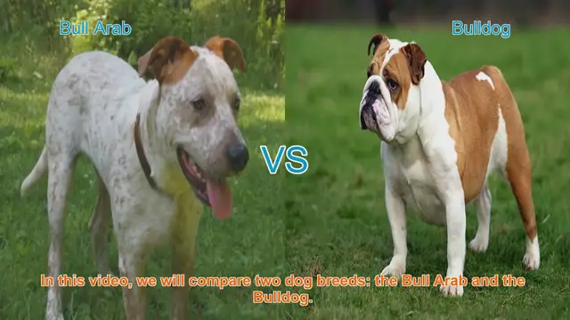 Video thumbnail for Bull Arab vs. Bulldog: A Comprehensive Breed Comparison