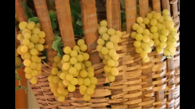 Video thumbnail for Apfelwein und Weinprobe in Quebec