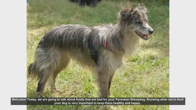Video thumbnail for Foods to Avoid for Your Pyrenean Sheepdog's Health