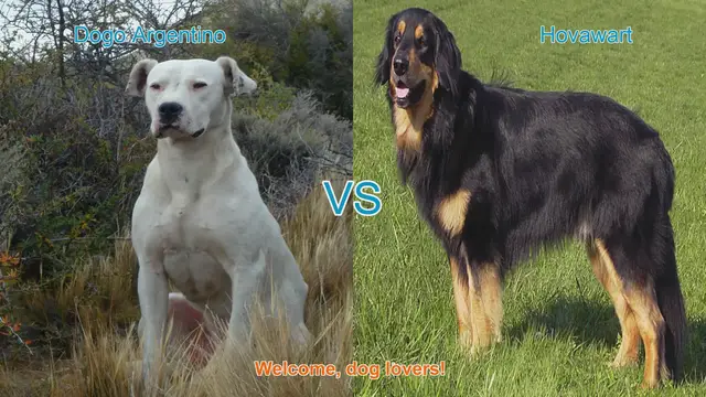 Video thumbnail for Dogo Argentino vs. Hovawart: A Comprehensive Breed Comparison